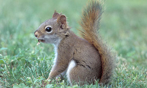 red squirrel