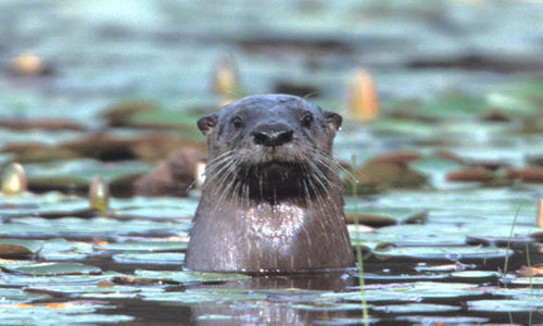 river otter