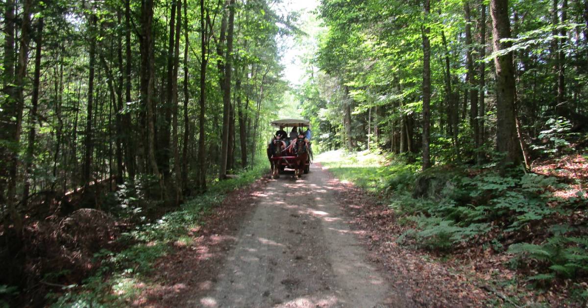 a horse drawn wagon ride down a trail