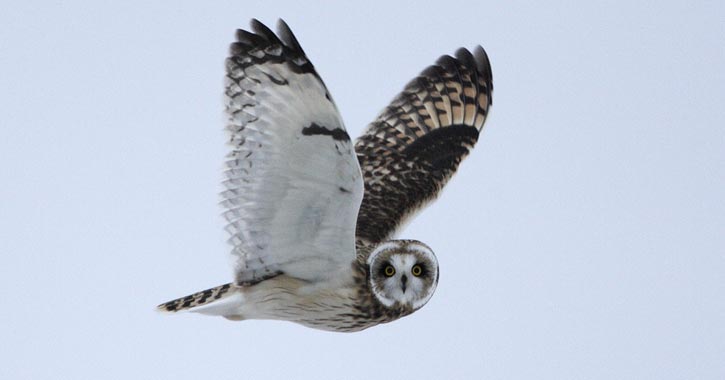 short eared owl flying through sky