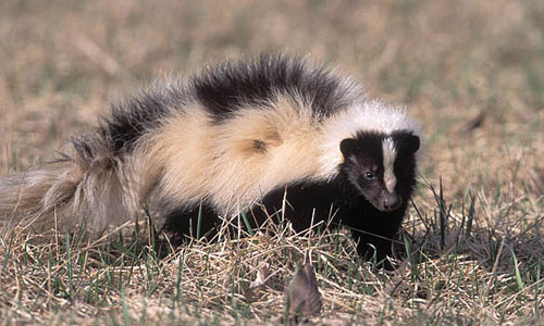 skunk