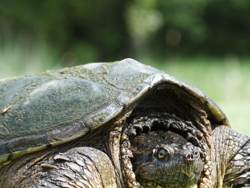 snapping turtle