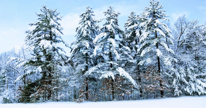 tress covered in snow