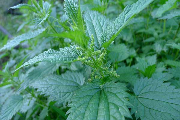 stinging nettle leaves