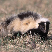 striped skunk in the adirondacks