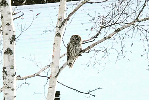 a barred owl