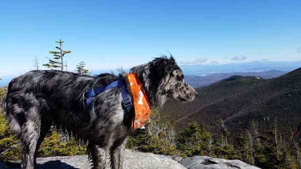 dog on giant mountain