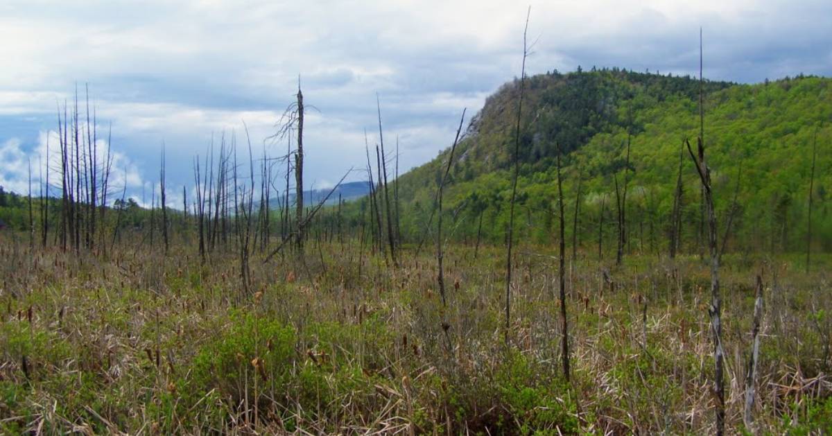 trees and mountain