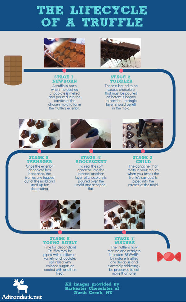 Learn About the Lifecycle of a Truffle