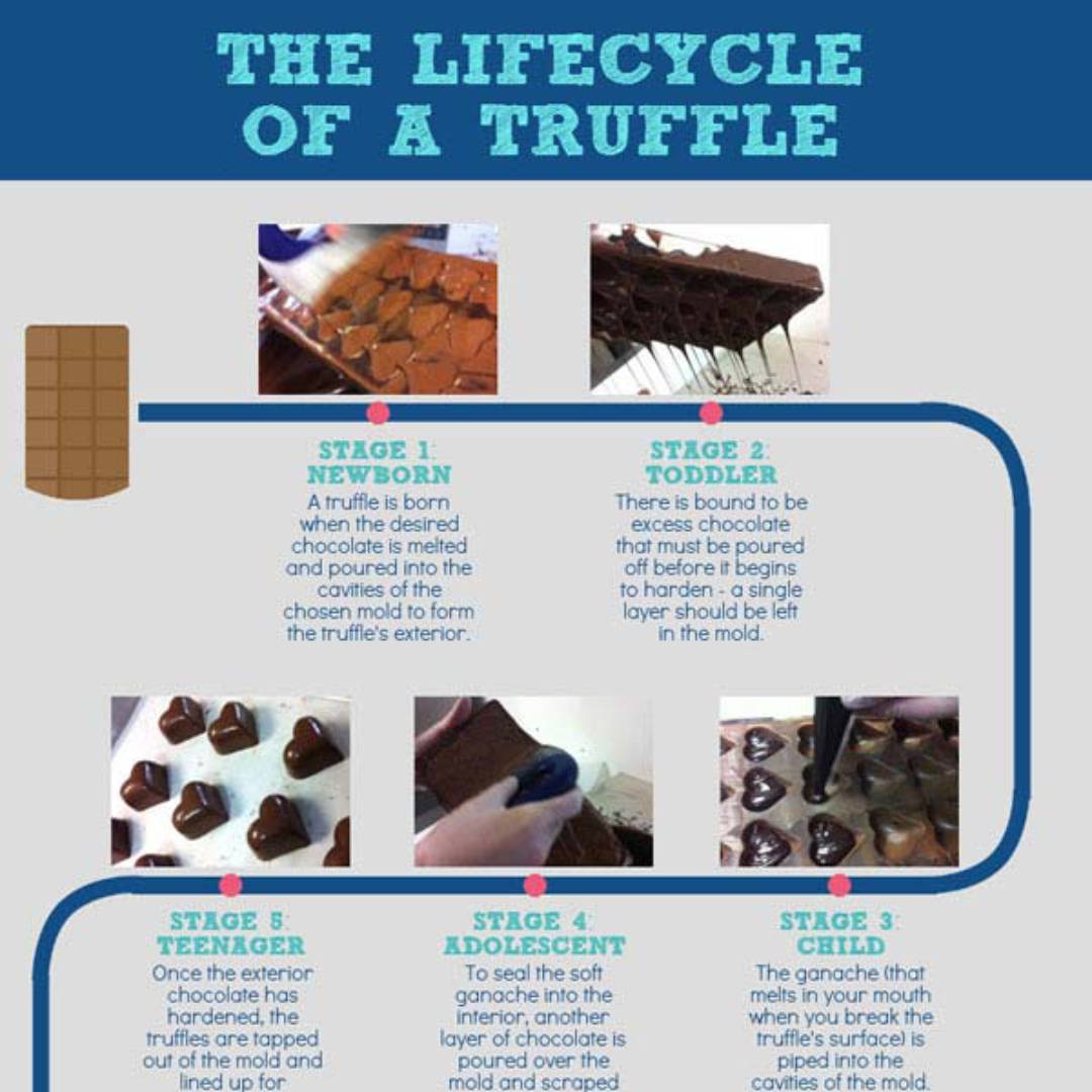Learn About the Lifecycle of a Truffle