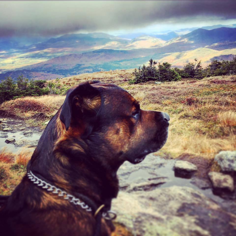 whistler the dog at summit of algonquin mountain