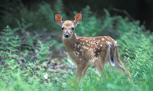 white tailed fawn