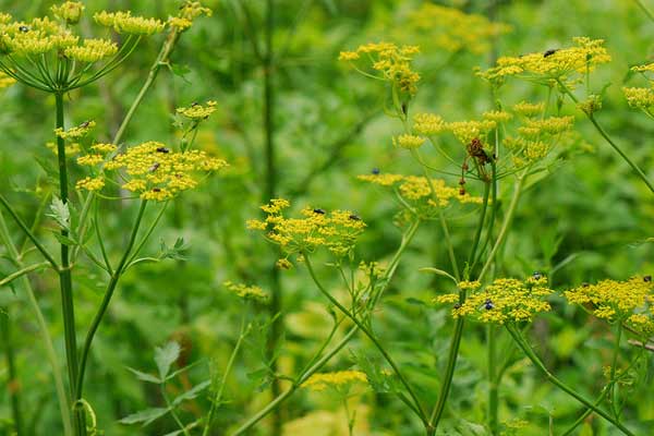 wild parsnip flowers