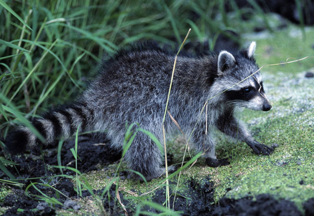 raccoon