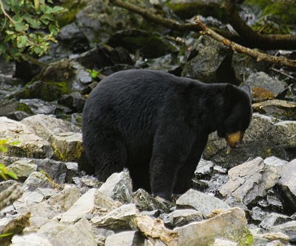 black bear on rocks