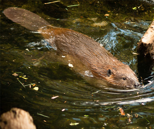 beaver swimming