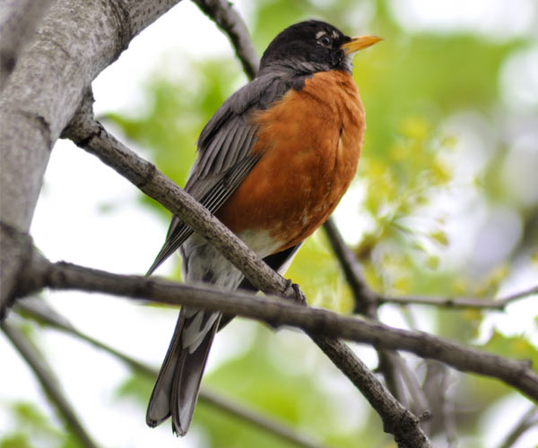 robin in a tree