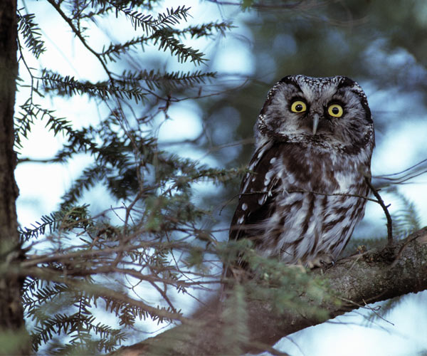 owl in a tree