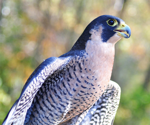 peregrine falcon