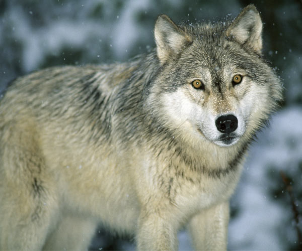 gray wolf