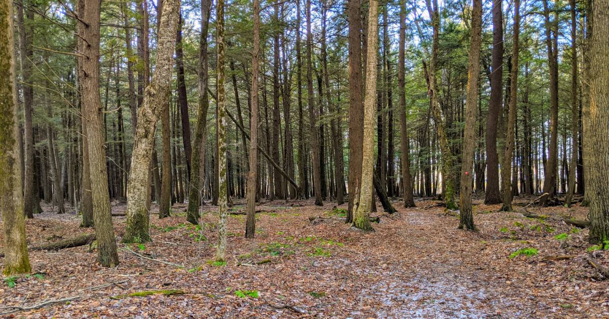 woods in winter