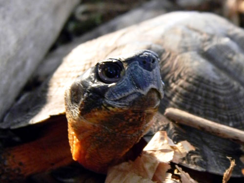 Wood Turtle