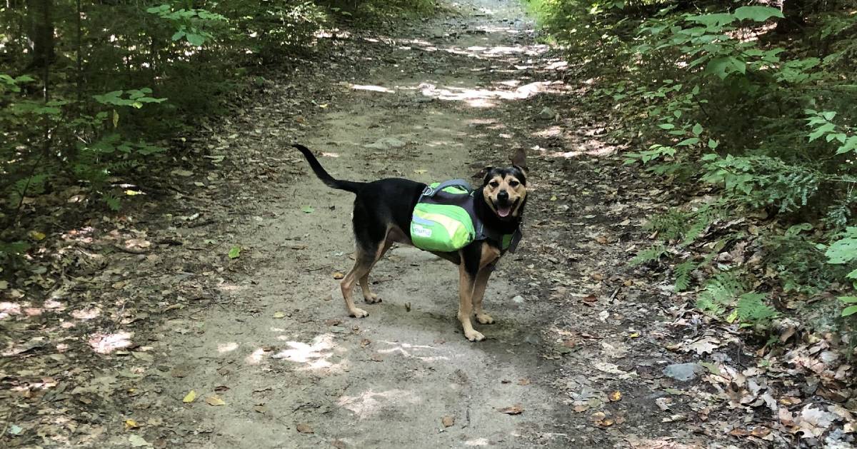 dog in woods