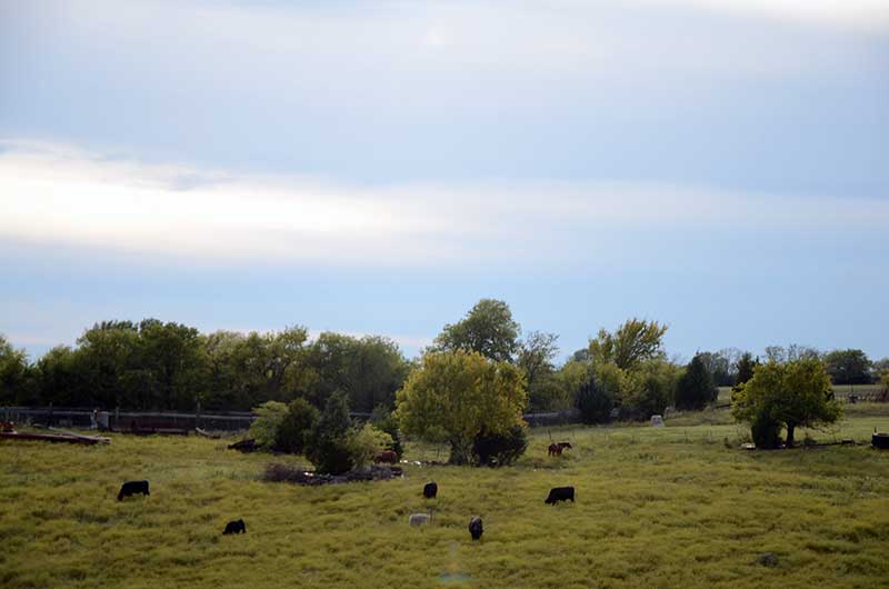 Black cowns and other farm animals eating in a pasture