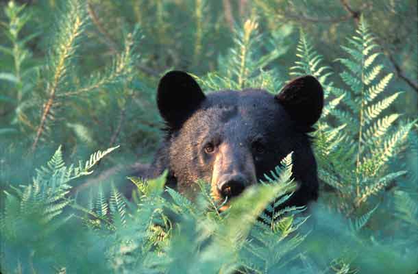 black bear in forest