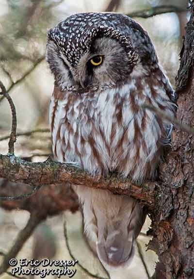 boreal owl