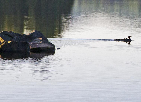 Loon with babies following closely behind on water