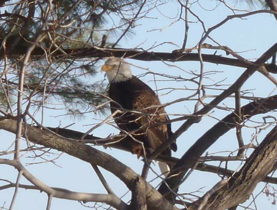 Adirondack Bald Eagles Facts Photos And Where To Find Them,Crispy Tempura Batter Recipe