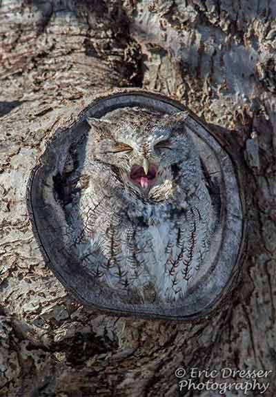 eastern screech owl