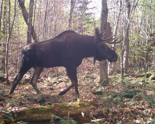 moose tour adirondacks