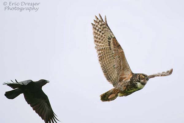 great horned owl