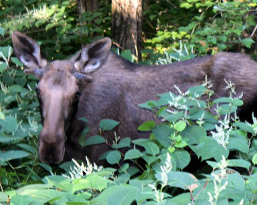 moose tour adirondacks