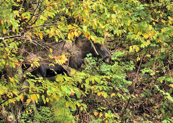 moose tour adirondacks