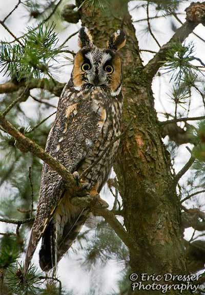 long-eared owl