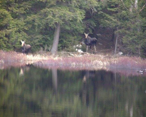 moose tour adirondacks