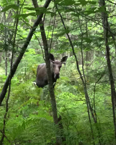 moose tour adirondacks