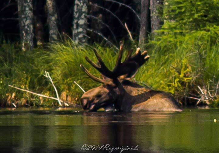 moose tour adirondacks