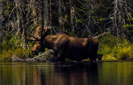 moose tour adirondacks