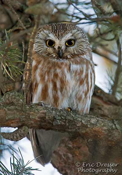 saw-whet owl