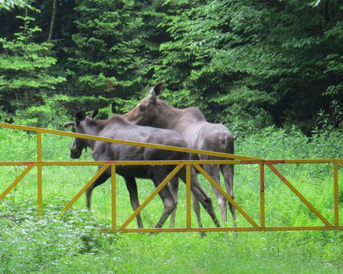 moose tour adirondacks