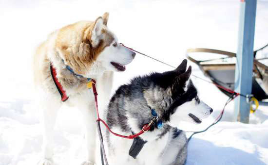 dog sledding dogs