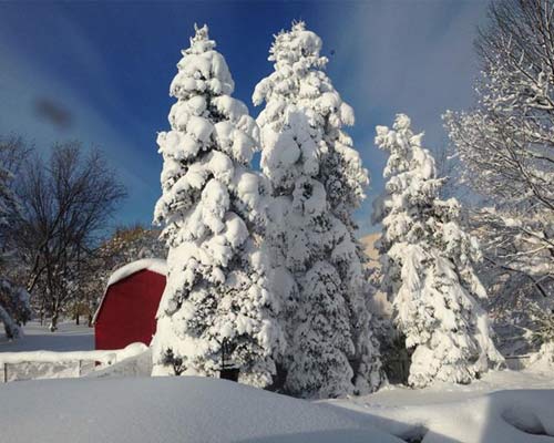 trees covered in snow